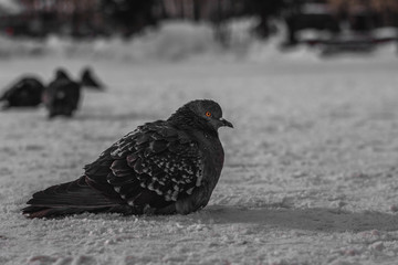 pigeon in snow