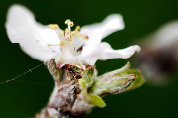 Closeup blossoming tree brunch with white flowers