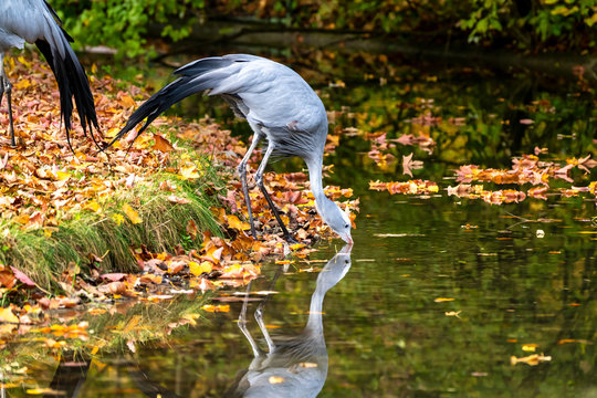 The Blue Crane, Grus paradisea, is an endangered bird
