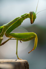 Mantis religiosa vertical
