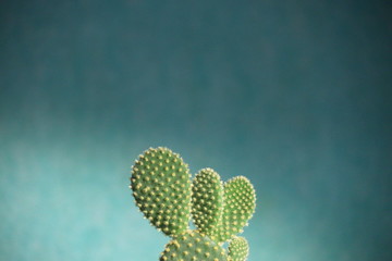 Particolare di cactus con sfondo ciano
