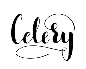 Vector hand written celery text isolated on white background. Kitchen healthy herbs and spices for cooking. Script brushpen lettering with flourishes. Handwriting for banner, poster, product label