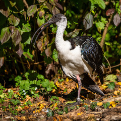 Straw-necked Ibis, Threskiornis spinicollis in the zoo
