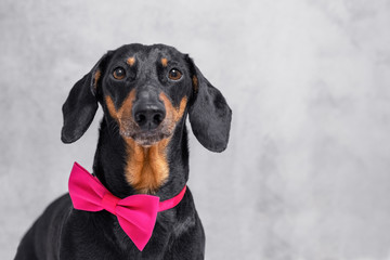 Portrait of a beautiful Dachshund dog, black and tan, wear a pink bow tie on a gray wall background
