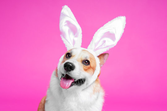 portrait cute dog welsh corgi pembroke as easter hare on pink background