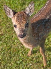 animal