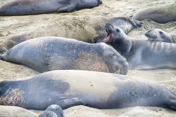 Seals in Big Sur, California, USA