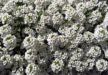 snow princess carpet