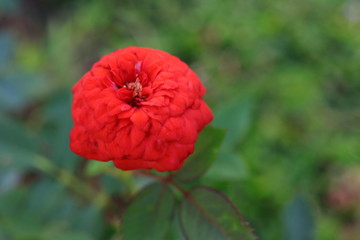 red poppy in a field