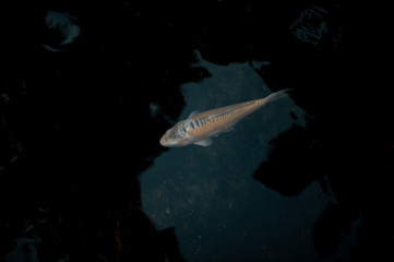 Koi swimming in a water garden,koi fishes,Koi Fish swim in pond.Isolate background is black.Fancy Carp or Koi Fish are red,orange