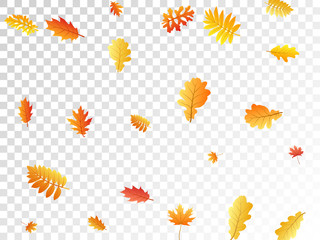 Oak, maple, wild ash rowan leaves vector, autumn foliage on transparent background.