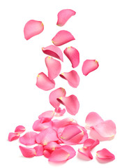 Falling fresh pink rose petals on white background