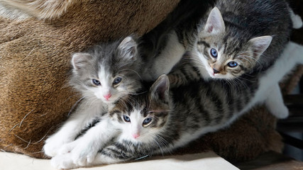 Naklejka na ściany i meble Kuschelnde Babykatzen, Katzengeschwister, mit blaue Augen, rosa und schwarze Näschen
