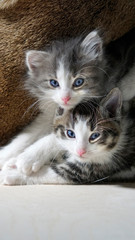 Kuschelnde Babykatzen, Katzengeschwister, mit blaue Augen, rosa Näschen