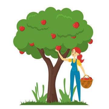 Woman Gather Apples From The Apple Tree Vector Isolated