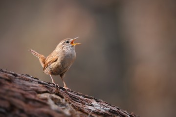 Tiny eurasian wren, troglodytes troglodyte, singing in spring forest with copy space. Small...