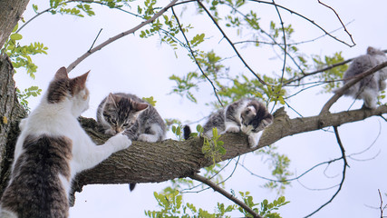 Baby Katzen lernen klettern auf dem Baum unter Aufsicht der Mutter