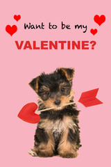 Valentine’s day greeting card with a cute sitting valentine yorkshire terrier, yorkie puppy...