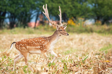 Naklejka na ściany i meble Male fallow deer, dama dama, escaping through an agricultural field during harvest in summer. Wild mammal with spotted coat and antlers running in nature.