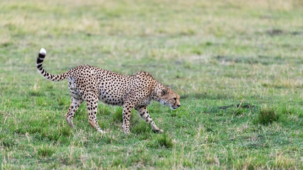Prime adult male cheetah in the Masai Mara