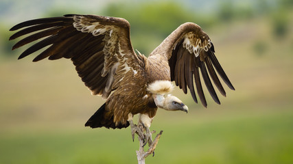 Griffon vulture, gyps fulvus, landing on a perch with wings spread in summer. Wild bird of prey...