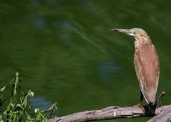 heron in everglades