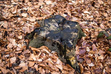 Kaputter Baum mit Laub