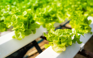 Hydroponics vegetables Green oak lettuce growing in plastic pipes at Smart farms with hydroponics systems are modern farming for healthy and quality in smart agricultural and smart farming concepts.