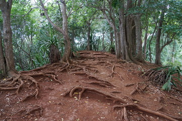 terreno di radici - texture - Mauritius