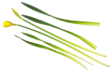 Fototapeta premium Set of narcissus flower, bud and leaves