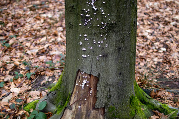 Baum mit Pilz 