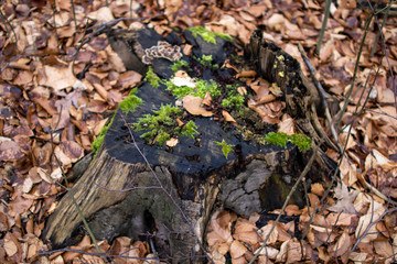 Baum mit Moos