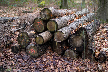 Baumstämme gestappelt 