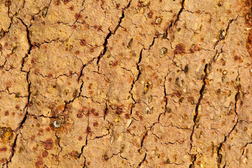 Cork crust
