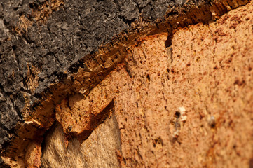 Cork crust