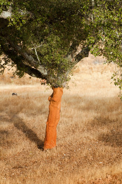 A corkwood tree