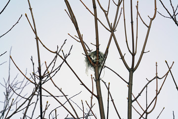 it's not fine - plastic in a bird nest