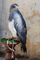 Close-up of Shield Eagle (Geranoaetus melanoleucus) adult. Also called blackberry, paramuna, moor eagle, black-eyed eagle, black-breasted eagle, mamani or golden eagle. Ring for falconry.