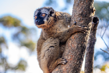 little bamboo lemur on a tree, madagascar lemur island