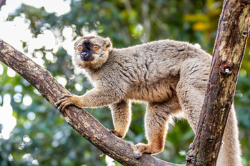 little bamboo lemur on a tree
