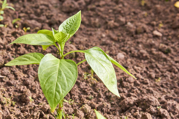 Sprouts pepper Pepper Seedlings, young foliage of pepper, Spring seedlings.