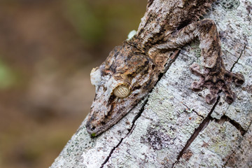 this chameleon is the king of camouflage
