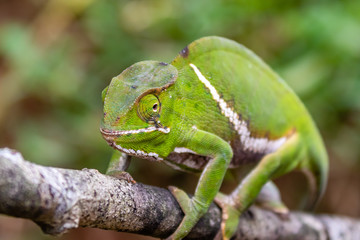 Green chameleon on a tree