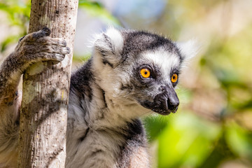 Ring tailed lemur relaxing in a tree-2