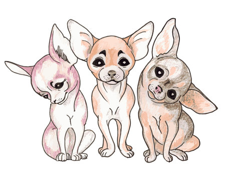 dogs of Chihuahua breed