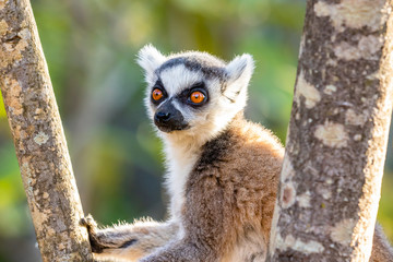 Ring tailed lemur relaxing in a tree-1