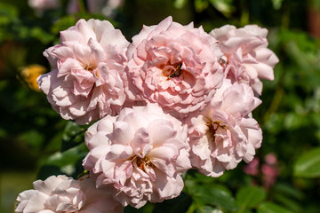 Blooming flowers of roses on the branch in the garden