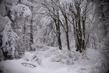 natural winter background - forest
