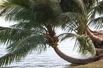 Obraz premium Bent coconut trees on a tropical island beach