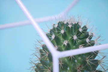 Cactus con spine e sfondo azzurro